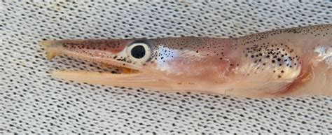Dogface wotcj eel: the apex predator of its domain